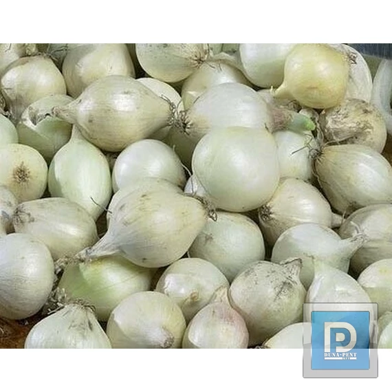 Dughagyma Snowball 125g